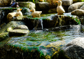HỒ CÁ KOI - CẢNH QUAN