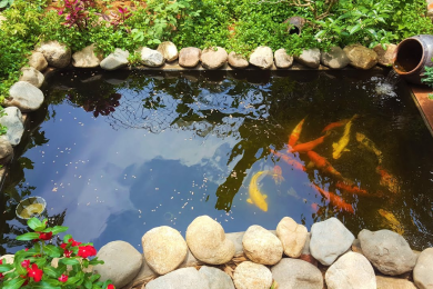 Hồ cá Koi 60 khối biệt thự Bảo Minh Nhà Bè