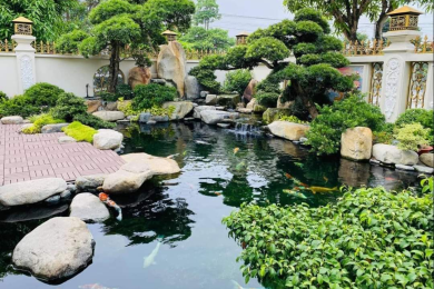 Hồ cá Koi sân vườn khu biệt thự