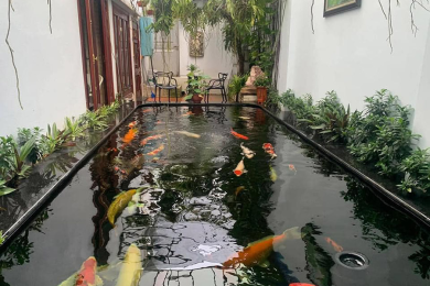 Thi công hồ cá Koi 40 khối Thảo Điền Quận 2